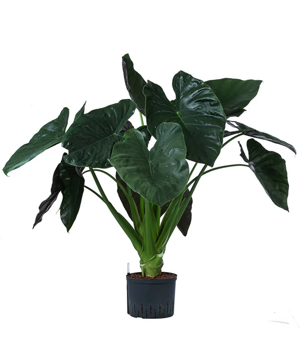 Pfeilblatt - Alocasia 'Wentii', Hydrokultur 3 Pfeilblatt - Alocasia 'Wentii', Hydrokultur