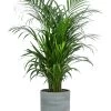 Goldfruchtpalme - Dypsis Lutescens, In Keramik, Ca. 90-100 Cm -Outdoor Living Verkauf 8478059 WE FS 001 DypsisLucianSolitaerpflanzeMaerz