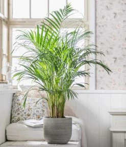 Goldfruchtpalme - Dypsis Lutescens, In Keramik, Ca. 90-100 Cm 5 Goldfruchtpalme - Dypsis Lutescens, In Keramik, Ca. 90-100 Cm -Outdoor Living Verkauf 8478059 WE MO 001 DypsisPflanzeDesMonats