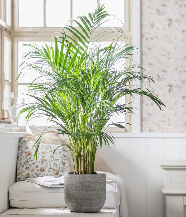 Goldfruchtpalme - Dypsis Lutescens, In Keramik, Ca. 90-100 Cm 4 Goldfruchtpalme - Dypsis Lutescens, In Keramik, Ca. 90-100 Cm – Bild 2