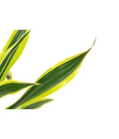 Drachenbaum - Dracaena Fragrans 'Lemon Lime' -Outdoor Living Verkauf 8500175 WE DE 001 DracaenaLemonLimeT17