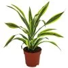 Drachenbaum - Dracaena Fragrans 'Lemon Lime' -Outdoor Living Verkauf 8500175 WE FS 001 DracaenaLemonLimeT17