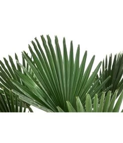 Wagners Hanfpalme, Ca. 110-130 Cm -Outdoor Living Verkauf 8501363 WE DE 001 WagnersHanfpalme