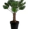 Wagners Hanfpalme, Ca. 110-130 Cm -Outdoor Living Verkauf 8501363 WE FS 001 WagnersHanfpalme