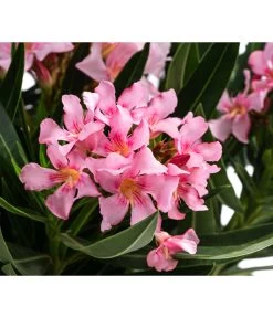 Oleander -Outdoor Living Verkauf 8503831 WE DE 001 NeriumOleanderBuschRosaT22