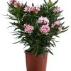 Oleander 2 Oleander -Outdoor Living Verkauf 8503831 WE FS 001 NeriumOleanderBuschRosaT22