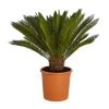 Sagopalmfarn - Cycas Revoluta -Outdoor Living Verkauf 8509366 PR FS 001 CycasRevolutaDehnerExpressZS