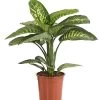 Dieffenbachie - Dieffenbachia Amoena 'Reeva' -Outdoor Living Verkauf 8509937 WE FS 001 DieffenbachieDieffenbachiaAmoenaTropicSnowT24DehnerExpressHerzig
