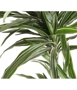 Drachenbaum - Dracaena Deremensis 'White Stripe' -Outdoor Living Verkauf 8511560 WE DE 001 DrachenbaumDracaenaDeremensisWhiteStripesT27DehnerExpressHerzig