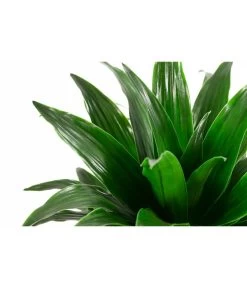 Drachenbaum - Dracaena Compacta, Hydrokultur -Outdoor Living Verkauf 8536161 WE DE 001 DracaenaCompataKoepfeDrachenbaumHydroT13 DehnerExpressHerzig