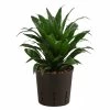 Drachenbaum - Dracaena Compacta, Hydrokultur -Outdoor Living Verkauf 8536161 WE FS 001 DracaenaCompataKoepfeDrachenbaumHydroT13 DehnerExpressHerzig