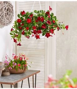 Dipladenie, Ampel -Outdoor Living Verkauf 854781 PR MO 001 DipladenieBlumenampel