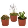 Fleischfressende Pflanzen - Raritäten-Set, 3-teilig -Outdoor Living Verkauf 8561623 WE FS 001 FleischfressendePflanzenRaritaeten3SetT9