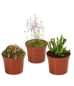 Fleischfressende Pflanzen - Raritäten-Set, 3-teilig