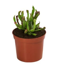 Fleischfressende Pflanzen - Raritäten-Set, 3-teilig -Outdoor Living Verkauf 8561623 WE FS 003 FleischfressendePflanzenRaritaeten3SetT9