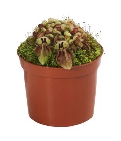 Fleischfressende Pflanzen - Raritäten-Set, 3-teilig -Outdoor Living Verkauf 8561623 WE FS 004 FleischfressendePflanzenRaritaeten3SetT9