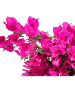 Drillingsblume 'Renate', Spalier 7 Drillingsblume 'Renate', Spalier -Outdoor Living Verkauf 8583858 WE DE 001 BougainvilleRenatePyramideT23