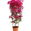 Drillingsblume 'Renate', Spalier 2 Drillingsblume 'Renate', Spalier -Outdoor Living Verkauf 8583858 WE FS 001 BougainvilleRenatePyramideT23DehnerExpressHerzig