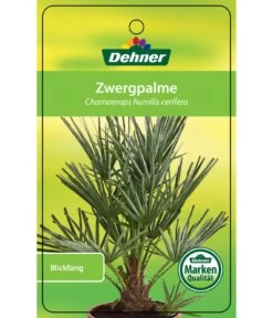 Blaue Zwergpalme -Outdoor Living Verkauf 8584401 Chamaeropshumiliscerifera 15112016 1