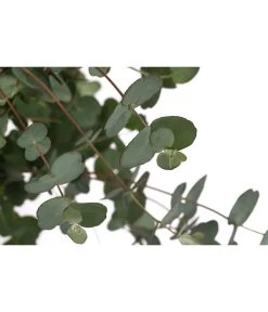 Eukalyptus, Stämmchen -Outdoor Living Verkauf 8586133 WE DE 001 EucalyptusGuniiStammT17DehnerExpressHerzig