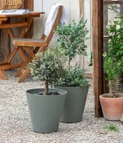 Eukalyptus, Stämmchen -Outdoor Living Verkauf 8586133 WE MO 001 Eukalyptus