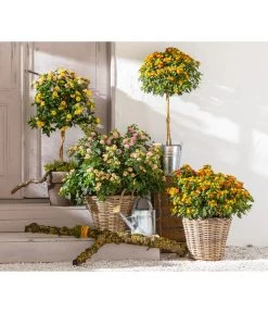 Wandelröschen, Stämmchen -Outdoor Living Verkauf 8589392 WE MO 001 Lantanen