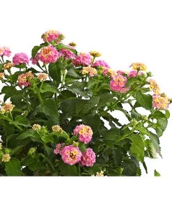 Wandelröschen, Stämmchen -Outdoor Living Verkauf 8589442 WE DE 001 LantanaCamaraStammT17LilaOWDehnerExpressHerzig