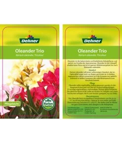 Oleander-Trio -Outdoor Living Verkauf 8590291 8596843 NeriumoleanderTrio 01 12 17