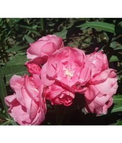 Oleander, Gefüllt -Outdoor Living Verkauf 8590358 BlueteGefuellterRosaValenciaPlant