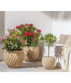 Oleander -Outdoor Living Verkauf 8590366 8503831 8503849 8590200 WE MO 002 OleanderBuschT22cm2021GC05