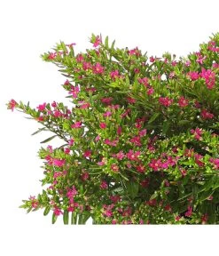 Köcherblümchen, Busch, Verschiedene Farben -Outdoor Living Verkauf 8594673 WE DE 001 CupheaT17DehnerExpressHerzig