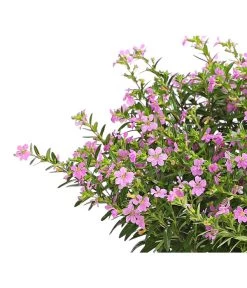 Köcherblümchen, Busch, Verschiedene Farben -Outdoor Living Verkauf 8594673 WE DE 002 CupheaT17DehnerExpressHerzig