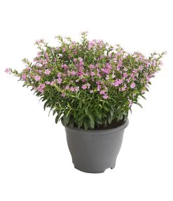 Köcherblümchen, Busch, Verschiedene Farben -Outdoor Living Verkauf 8594673 WE FS 002 CupheaT17DehnerExpressHerzig