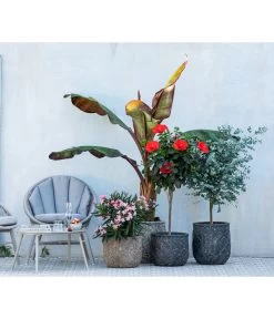 Eukalyptus, Stämmchen -Outdoor Living Verkauf 8596744 WE MO 001 NeriumOleander