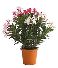 Oleander-Trio -Outdoor Living Verkauf 8596843 PR FS 002 OleanderBuschTricolorT19DehnerExpressHerzig