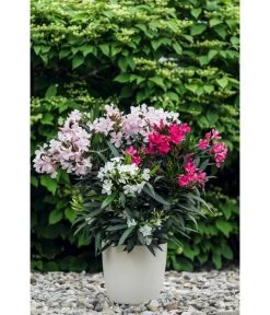 Oleander-Trio -Outdoor Living Verkauf 8596843 PR MO 001 OleanderTricolorLucknerMai2015