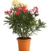 Oleander-Trio 1 Oleander-Trio -Outdoor Living Verkauf 8596843 WE FS 001 OleanderBuschTricolorT19DehnerExpressHerzig