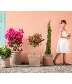 Drillingsblume 'Renate', Spalier 6 Drillingsblume 'Renate', Spalier -Outdoor Living Verkauf 8596868 WE MO 005 ToskanaDrillingsblume