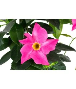 Dipladenie, Herzform, Verschiedene Farben 8 Dipladenie, Herzform, Verschiedene Farben -Outdoor Living Verkauf 8599094 WE DE 001 DipladenieHerzRosaT17