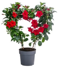 Dipladenie, Herzform, Verschiedene Farben 7 Dipladenie, Herzform, Verschiedene Farben -Outdoor Living Verkauf 8599094 WE FS 001 DipladenieHerzRotT17