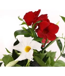 Dipladenien-Duo, Ampel -Outdoor Living Verkauf 8602963 PR DE 001 DipladeniaAmpelTwinT22DehnerExpressHerzig