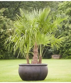 Hanfpalme, Multistamm -Outdoor Living Verkauf 8607855 PR MO 001 Polystone SchaleEmpireBlumentopfBlumenvasePflanztopfHanfpalmeTrachycarpusFortuneiGruppe