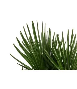 Hanfpalme, Multistamm -Outdoor Living Verkauf 8607855 WE DE 001 HanfpalmeTrachycarpusFortuneiT36