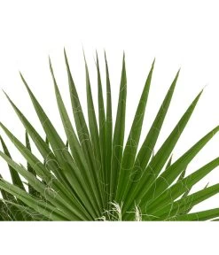 XXL Fächerpalme 7 XXL Fächerpalme -Outdoor Living Verkauf 8608036 WE DE 004 WashingtoniaRobustaT30MexikanischeFaecherpalme