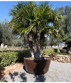 XXL Hanfpalme, Ca. 150-180 Cm -Outdoor Living Verkauf 8609059 WE MO 002 TrachycarpusValenciaPlants