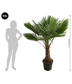 XXL Hanfpalme, Ca. 150-180 Cm -Outdoor Living Verkauf 8609174 WE BG 001 XXLHanfpalme150180cm