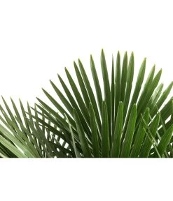 XXL Hanfpalme, Ca. 150-180 Cm -Outdoor Living Verkauf 8609174 WE DE 001 TrachycarpusFortuneiT36Hanfpalme