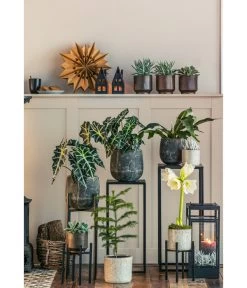 Kreuzkraut - Senecio Cephalophorus -Outdoor Living Verkauf 8611253 WE MO 001 ZimmertanneAraucariaAmberSuzeT13