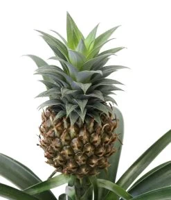 Ananaspflanze - Ananas Comosus, In Keramik 9 Ananaspflanze - Ananas Comosus, In Keramik -Outdoor Living Verkauf 8627978 WE DE 001 AnanaspflanzeInKeramik