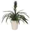 Ananaspflanze - Ananas Comosus, In Keramik -Outdoor Living Verkauf 8627978 WE FS 001 AnanasInKeramikT13
